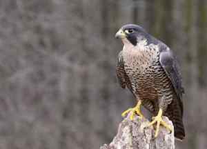 Peregrine Falcon, That's a Birdie! - Getty Images